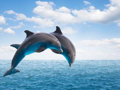 dolphin-3v7qoua3qkc80os7s.jpg